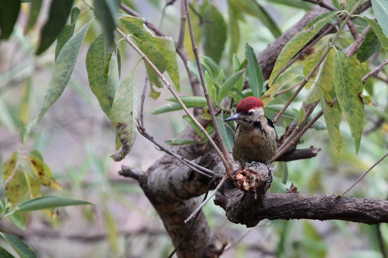 Fulvous-breasted Woodpecker - ML614147163