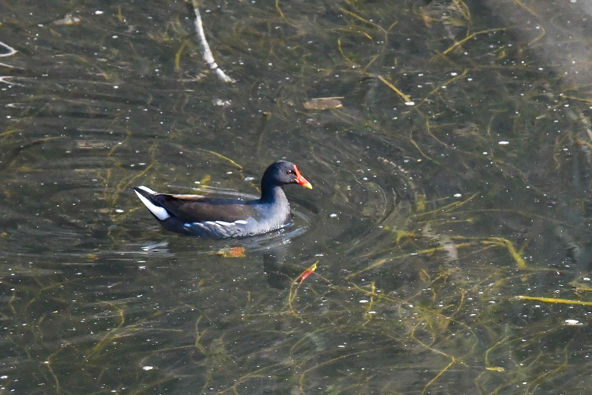 Eurasian Moorhen - ML614147237