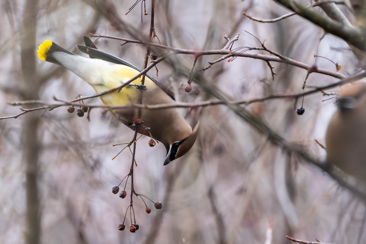 Cedar Waxwing - ML614147238