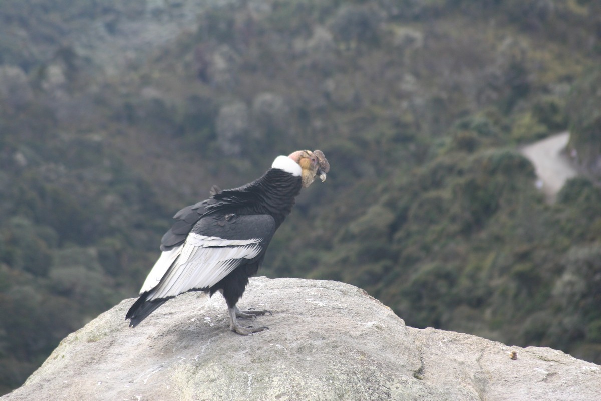 Cóndor Andino - ML614147267