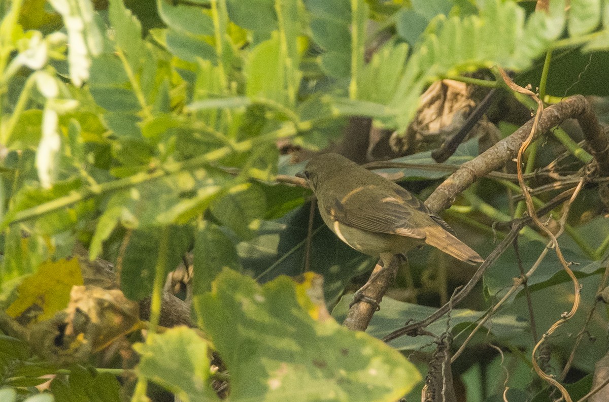 Blyth's Reed Warbler - Sathish Ramamoorthy