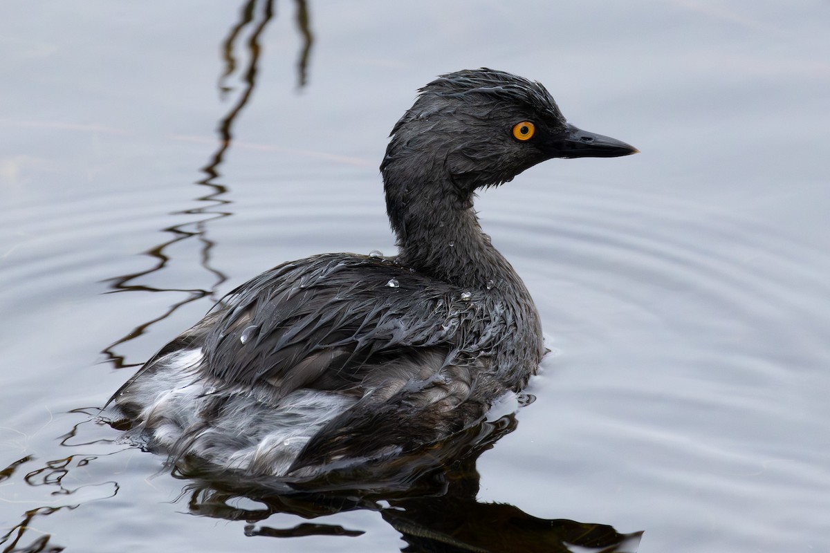 Least Grebe - Tobin Brown