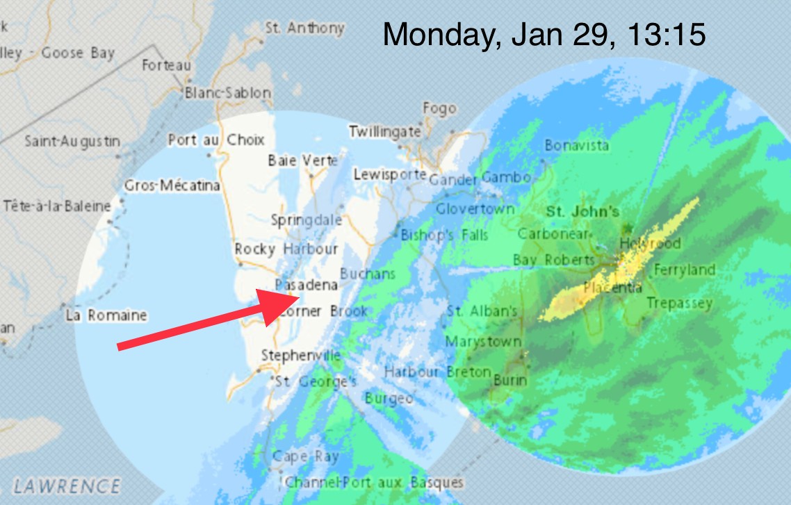 Geai bleu - ML614147355