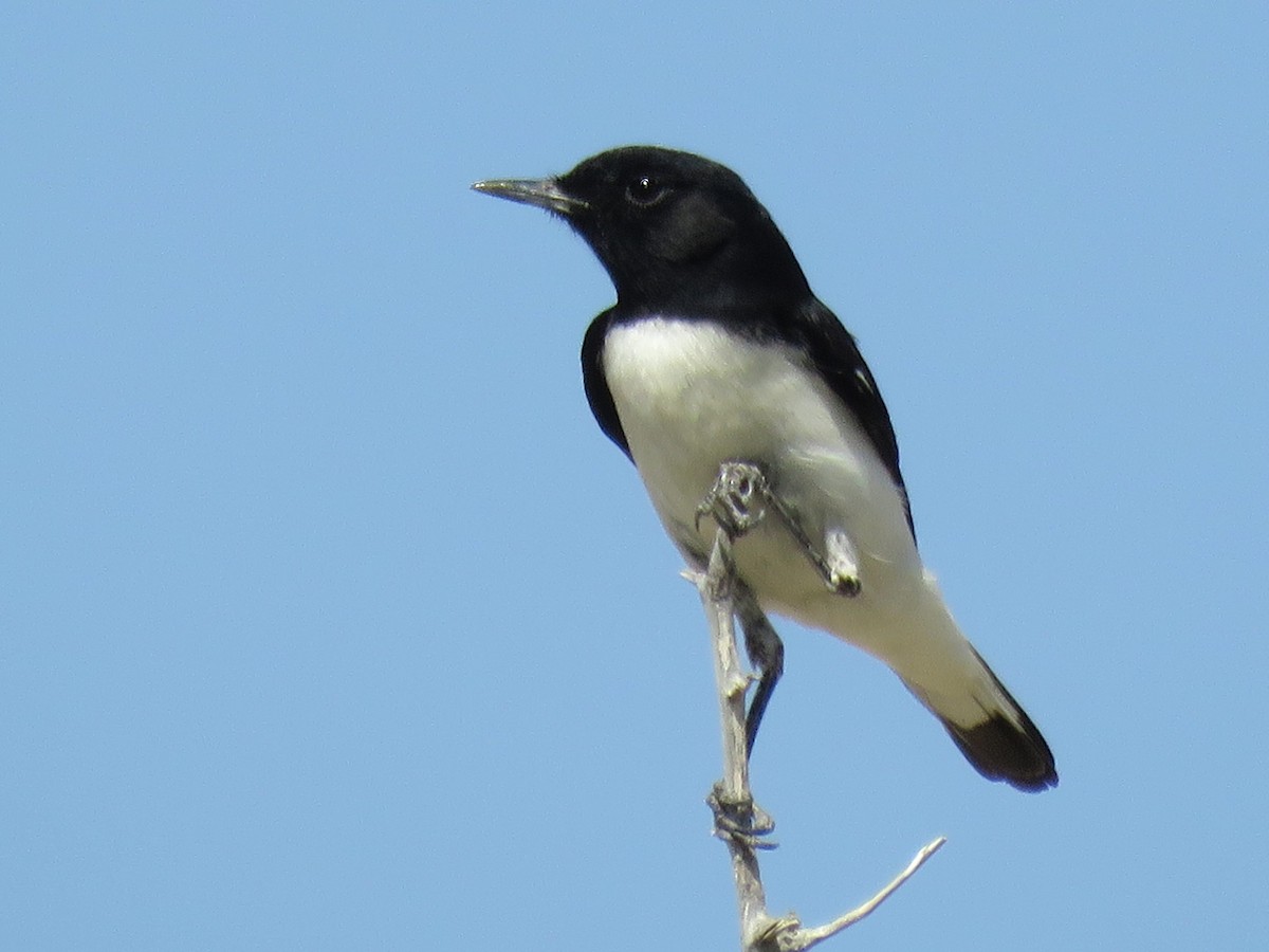 Hume's Wheatear - ML614147381