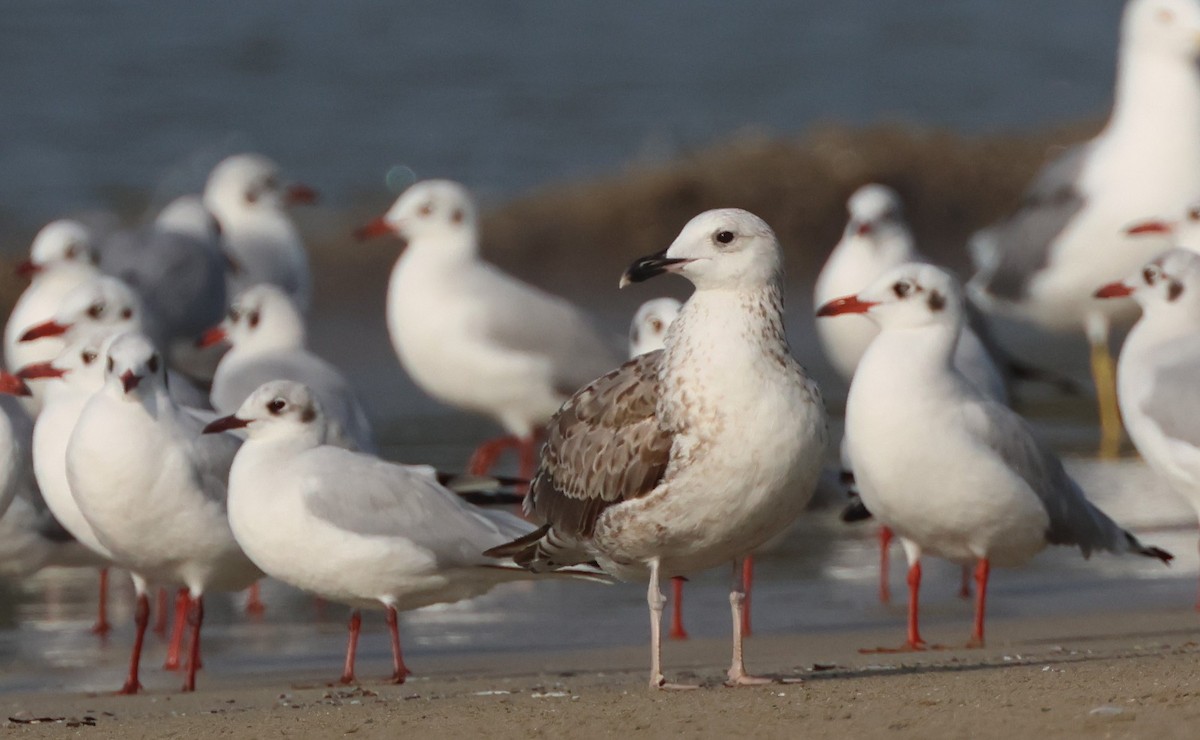 Lesser Black-backed Gull (Steppe) - ML614147443