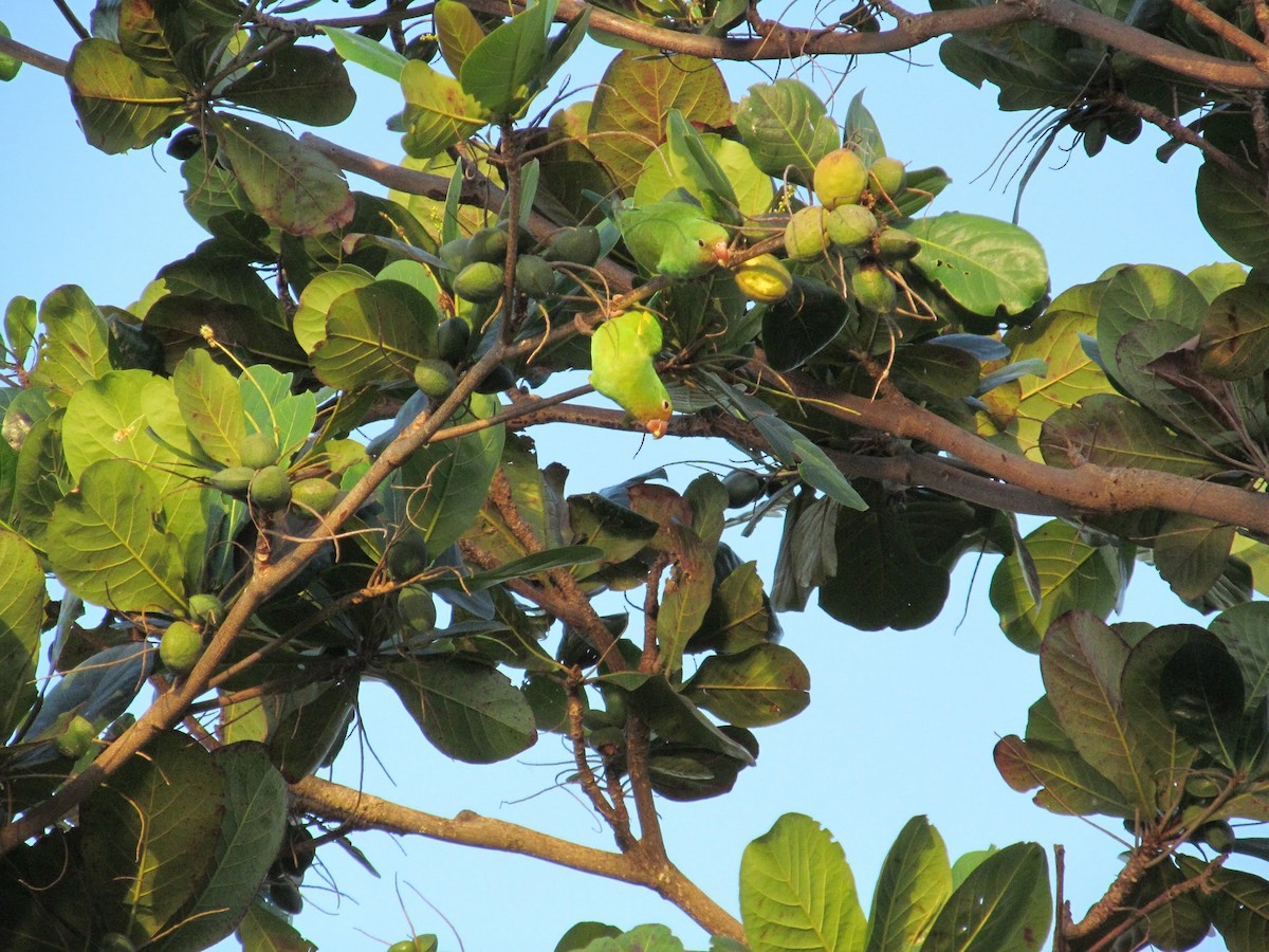 Peach-fronted Parakeet - Guillermo Amico