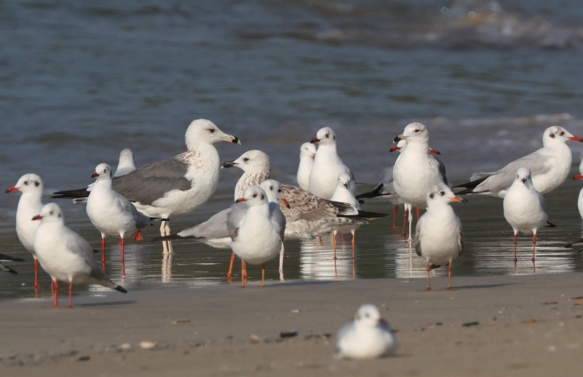 Lesser Black-backed Gull (Heuglin's) - ML614147623