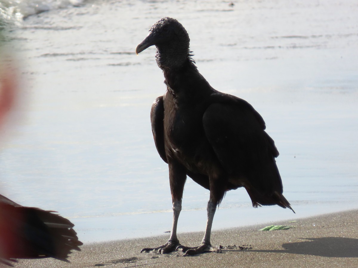 Black Vulture - Cynthia Tercero