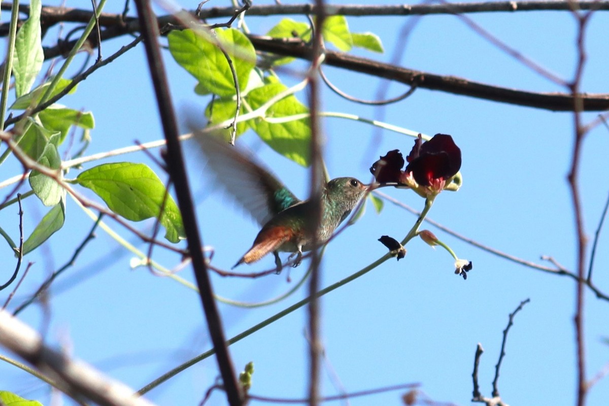 Buff-bellied Hummingbird - ML614147650