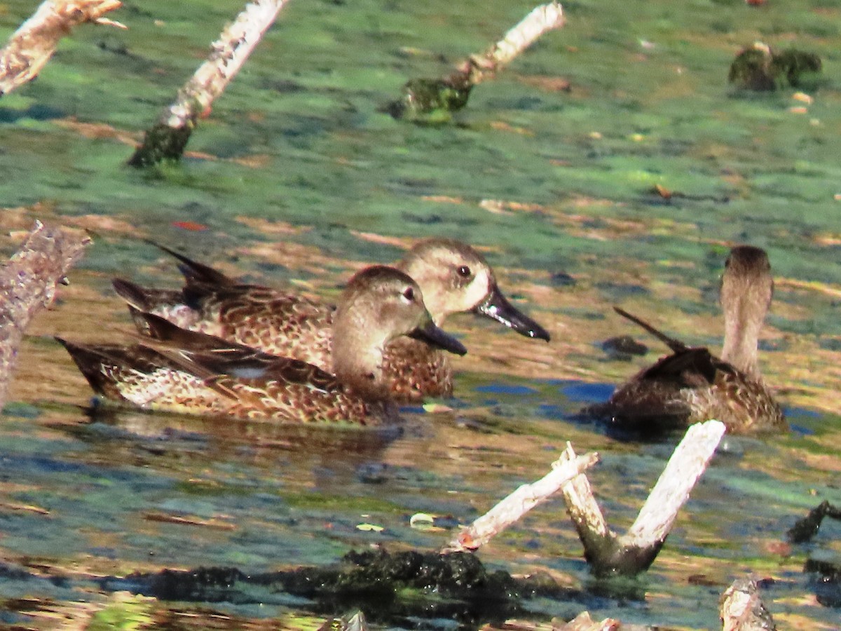 Blue-winged Teal - ML614147680