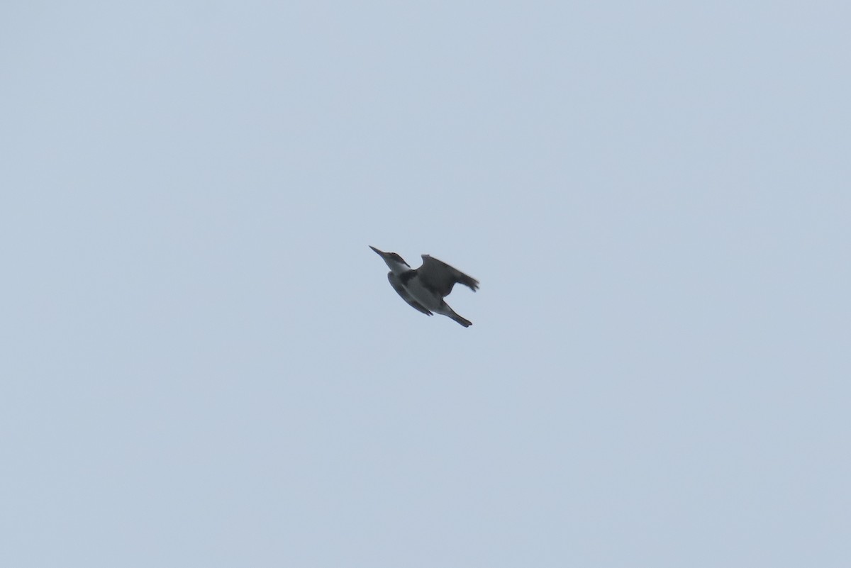 Belted Kingfisher - ML614147686