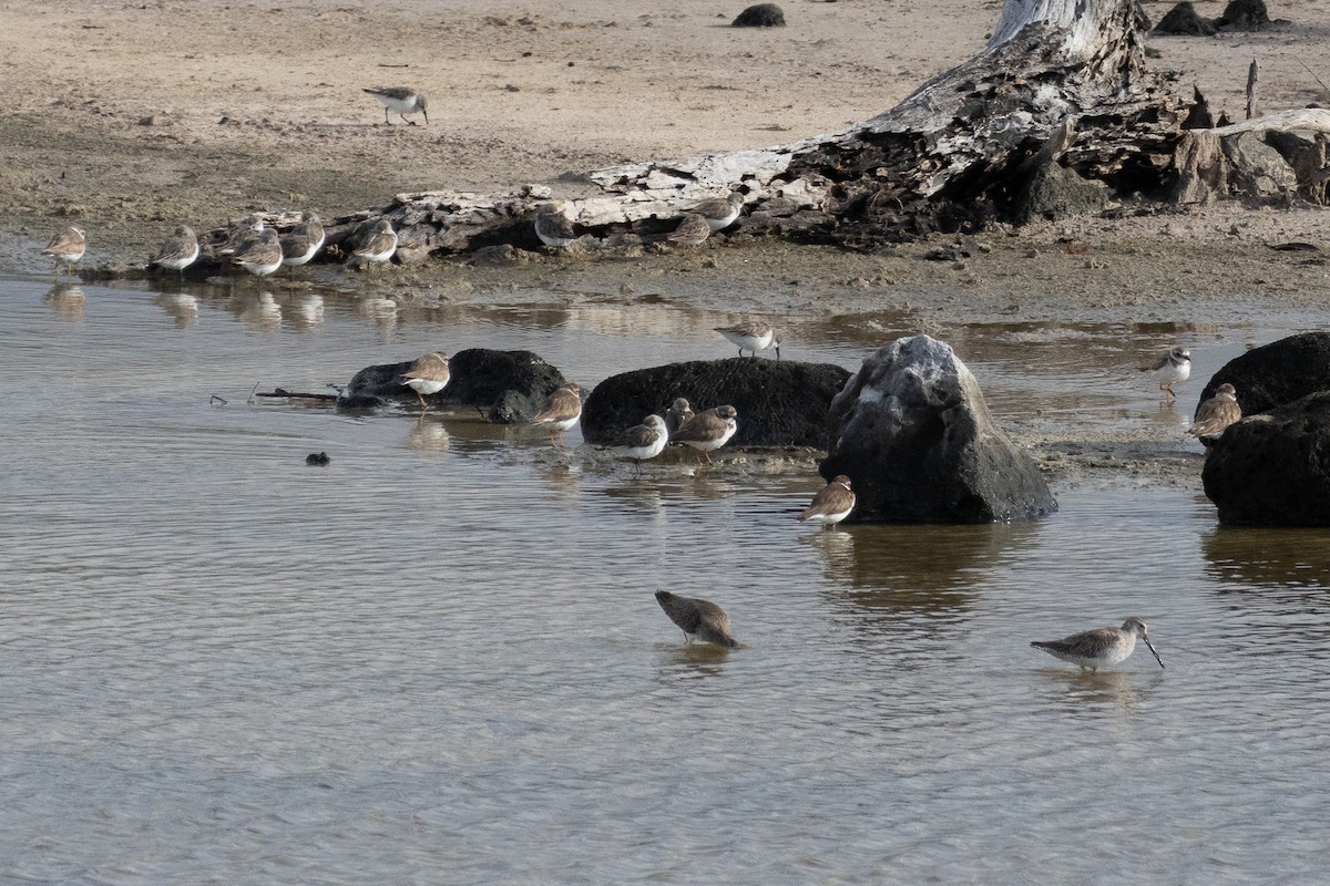 Semipalmated Plover - ML614147687