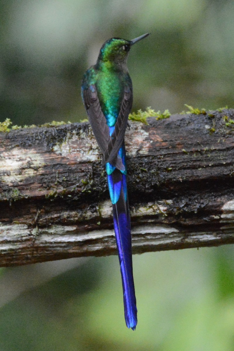 Violet-tailed Sylph - ML614147766