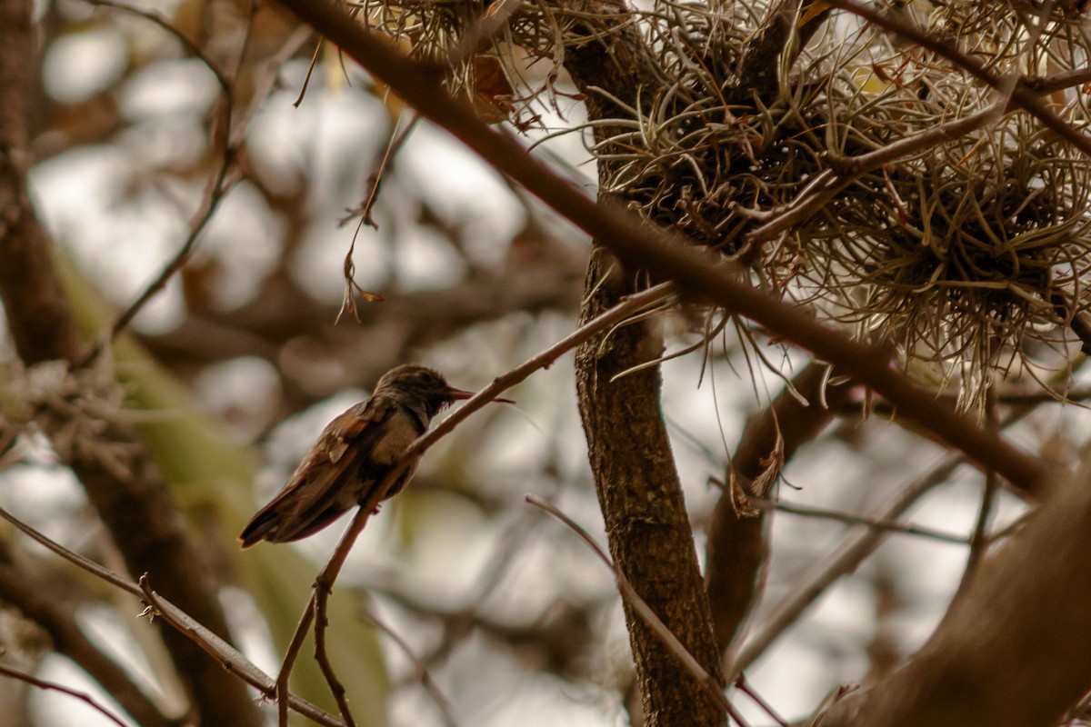 Berylline Hummingbird - ML614147790