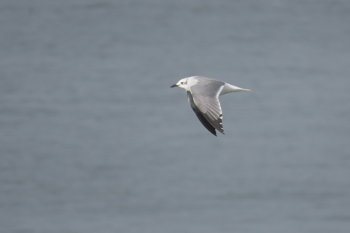 Laughing Gull - ML614147794