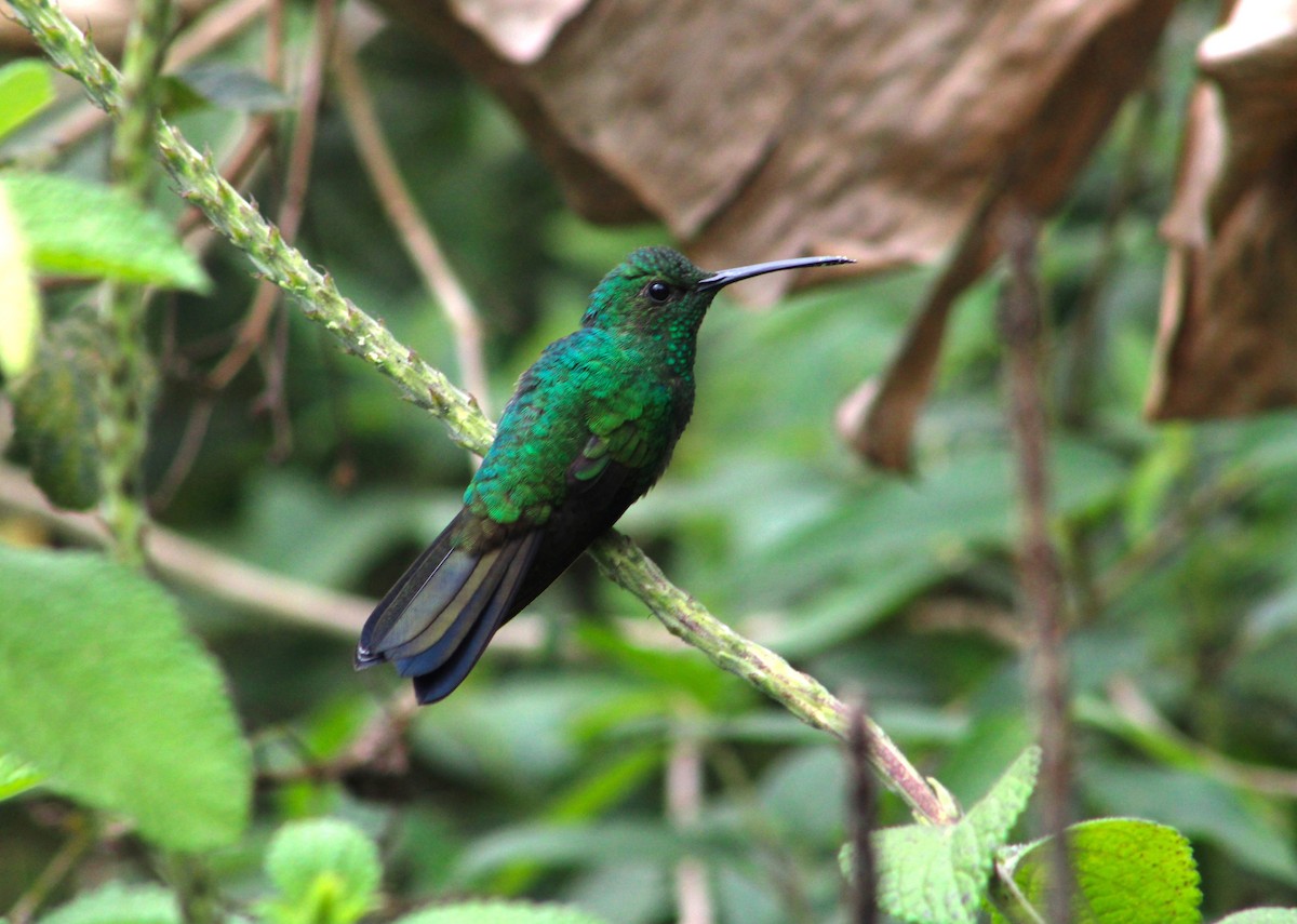 Colibrí de Buffon - ML614147800