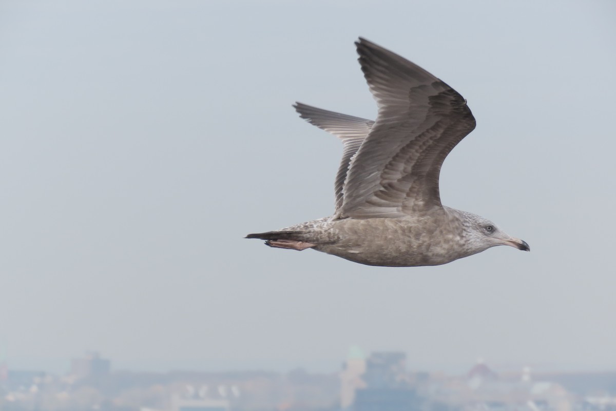American Herring Gull - ML614147812