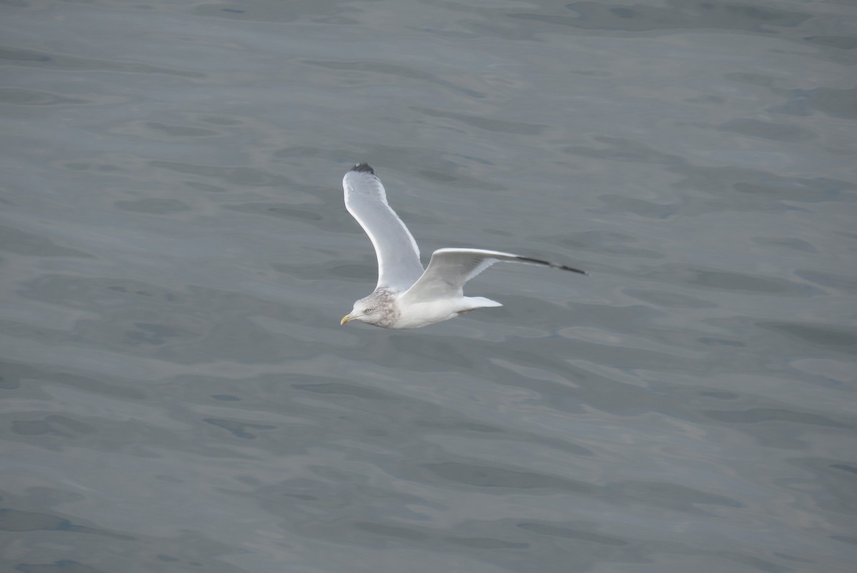 American Herring Gull - ML614147813