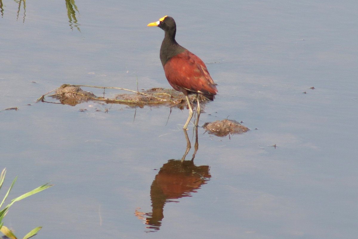 Jacana du Mexique - ML614147815