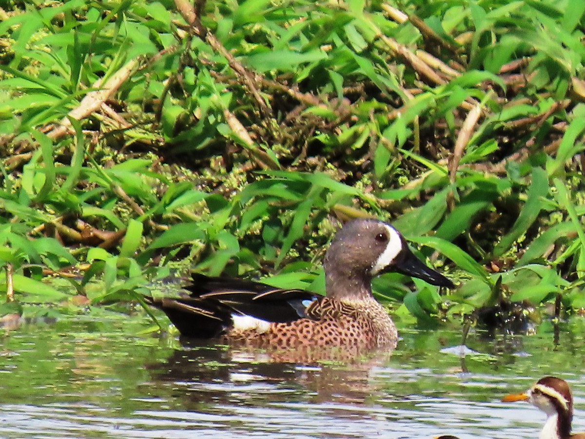 Blue-winged Teal - ML614147858