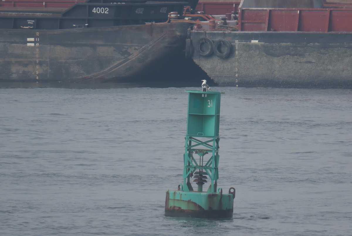 Great Black-backed Gull - ML614147873