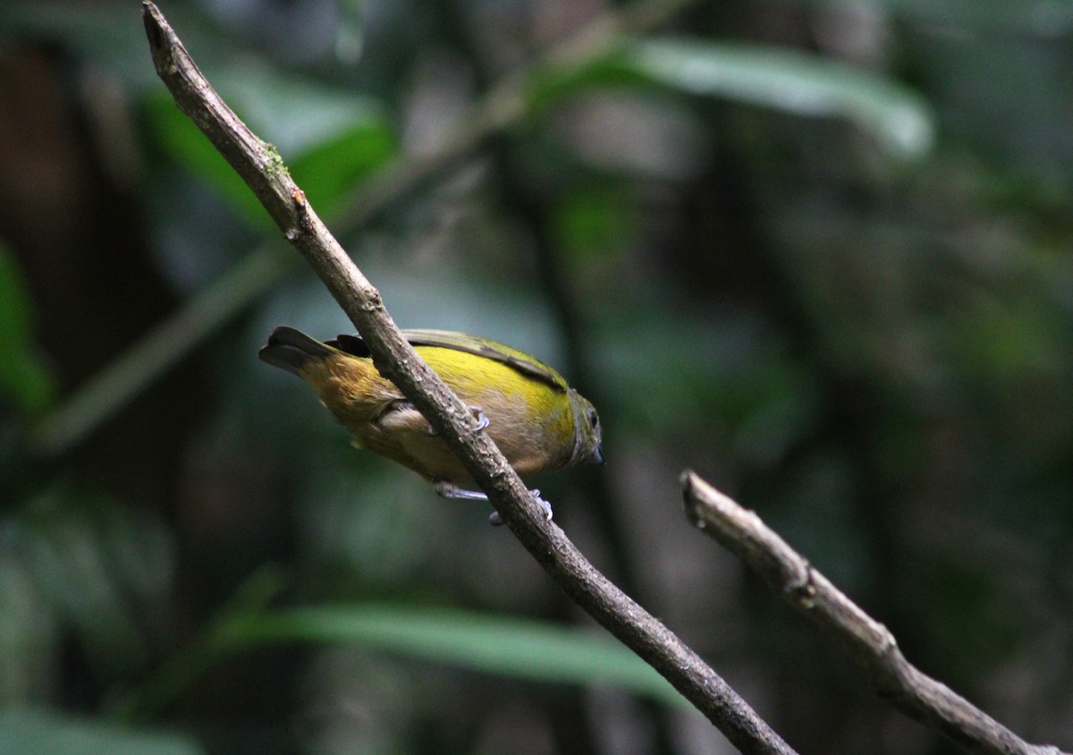 Orange-bellied Euphonia - ML614147877