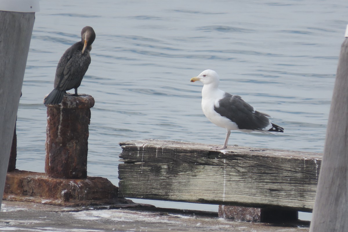 Great Black-backed Gull - ML614147895