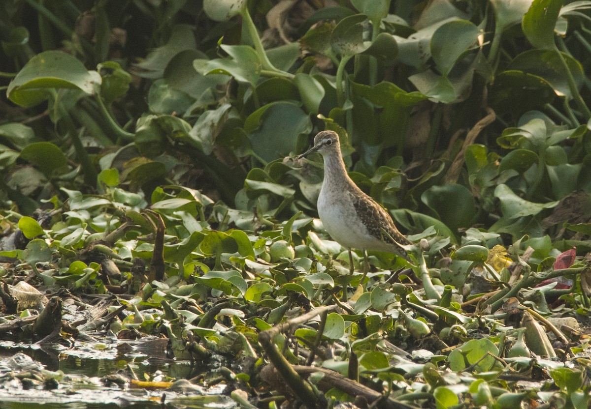 Wood Sandpiper - ML614147912