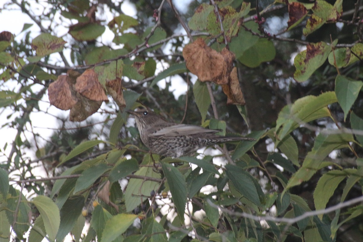 Ring Ouzel - ML614147920