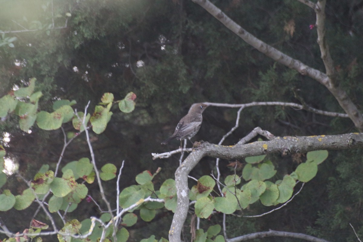 Ring Ouzel - Salih Alper