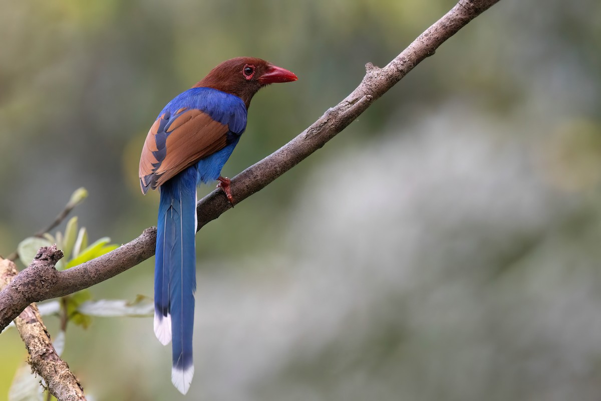 Sri Lanka Blue-Magpie - ML614147975