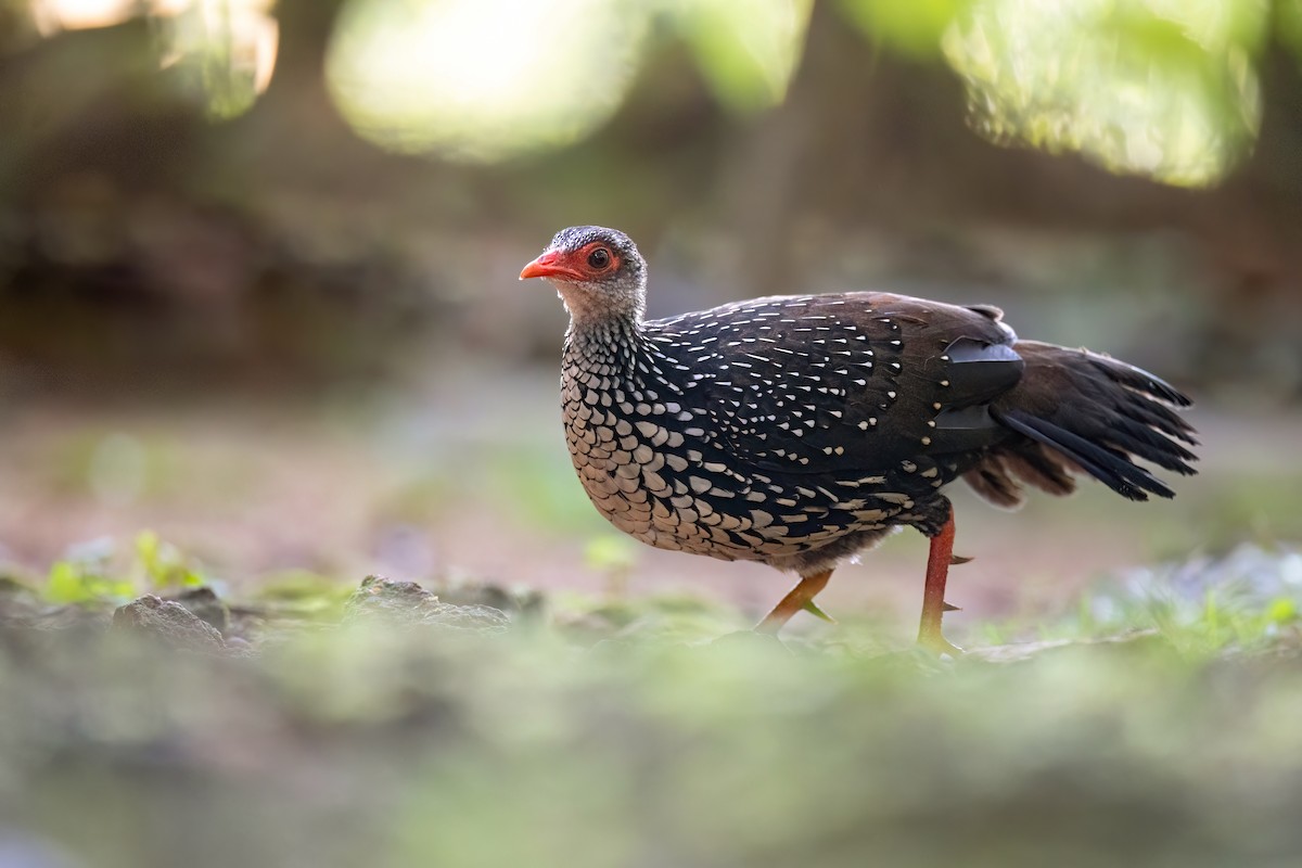 Sri Lanka Spurfowl - ML614147997