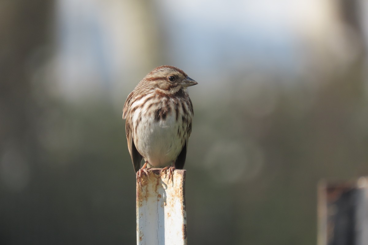 Song Sparrow - ML614148005