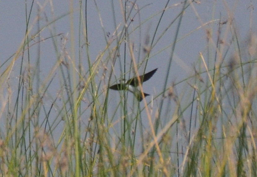 Bank Swallow - ML614148008