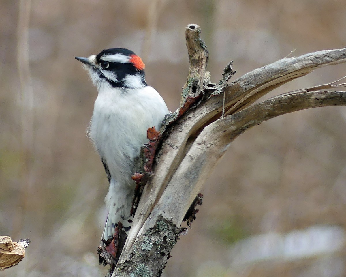Downy Woodpecker - ML614148025