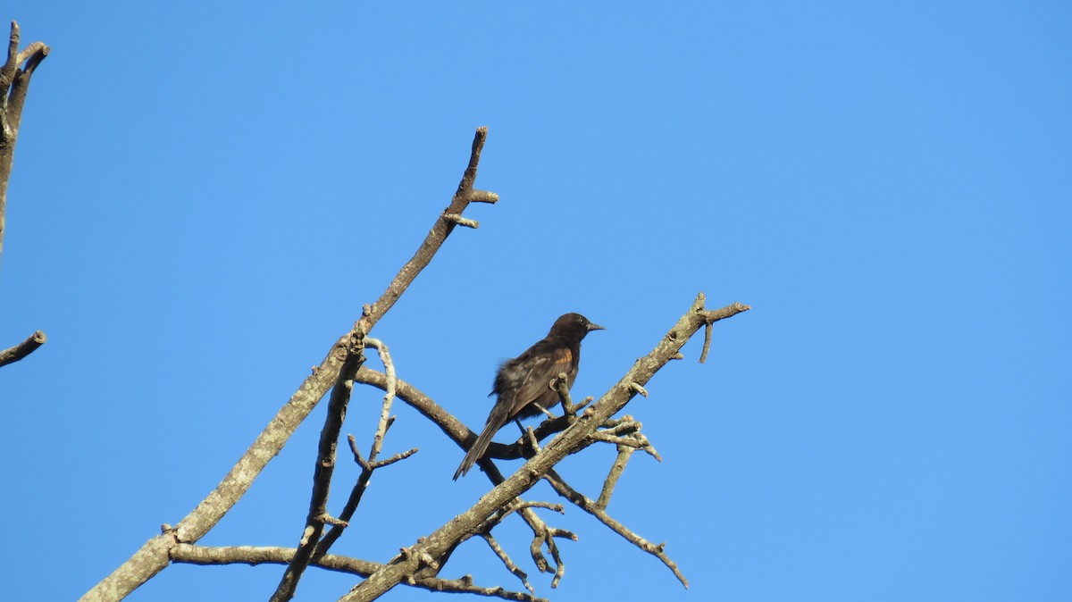 Variable Oriole - MARIANA WILLEMOES