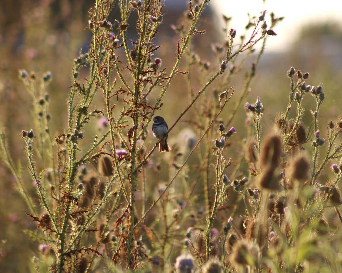 Double-collared Seedeater - MARIANA WILLEMOES