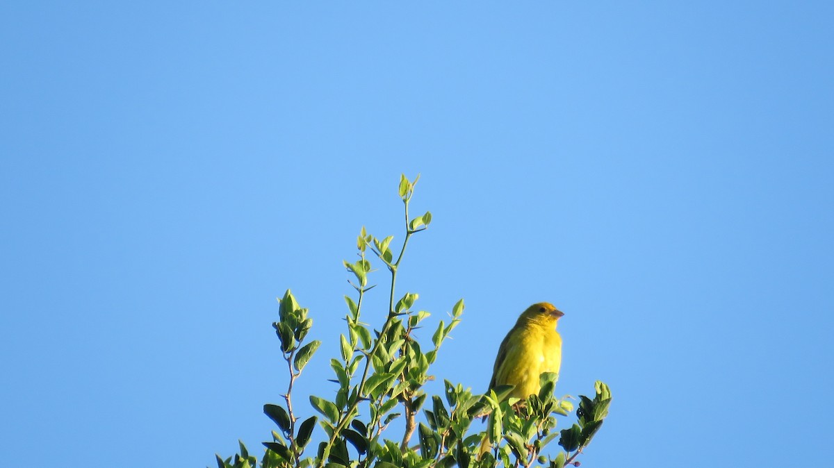 Saffron Finch - MARIANA WILLEMOES