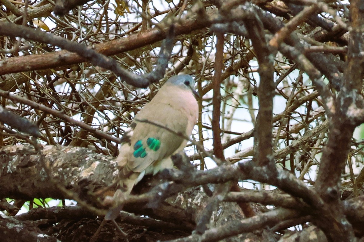 Emerald-spotted Wood-Dove - ML614148073