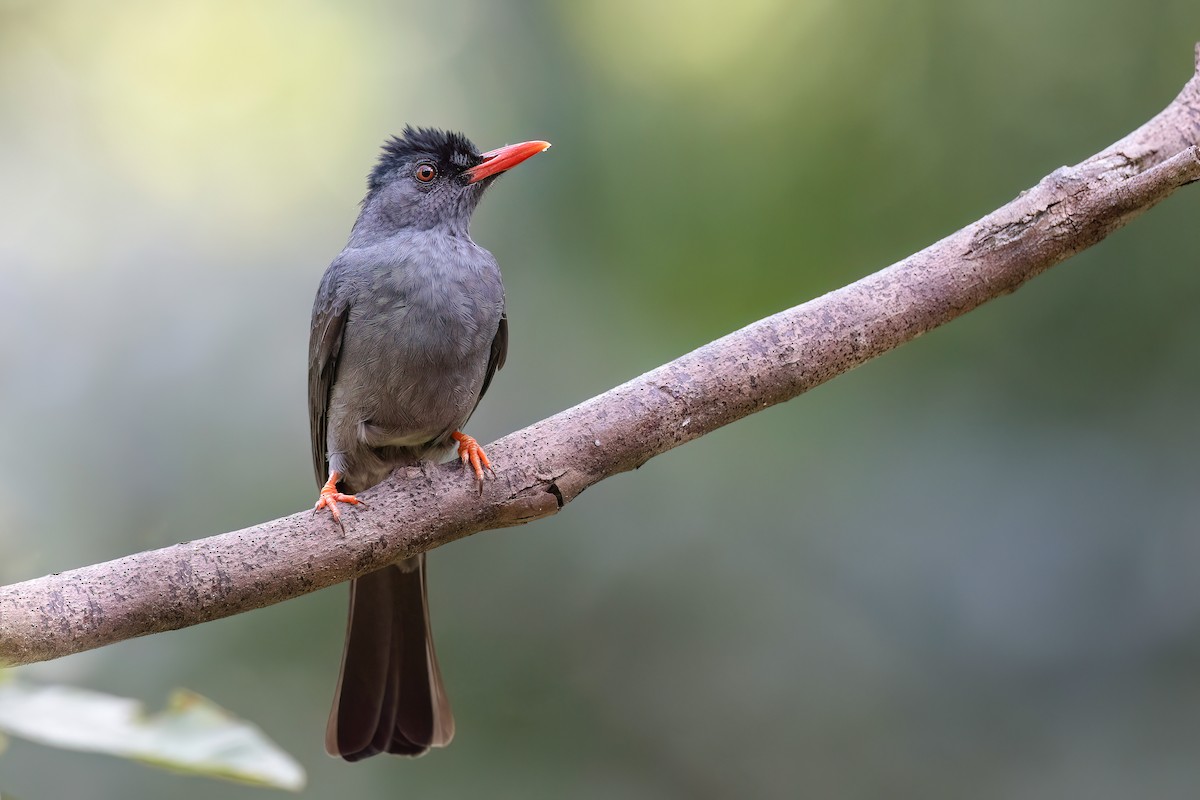 Bulbul des Ghats - ML614148082