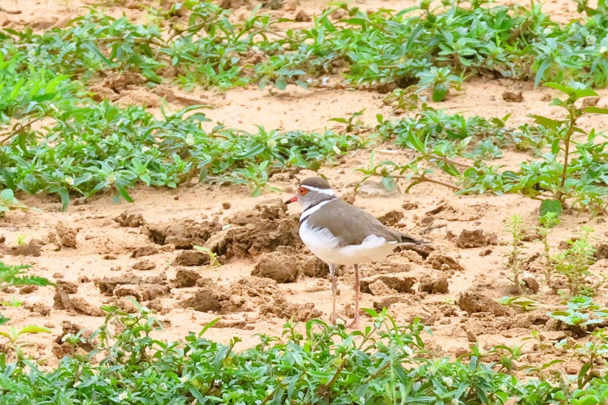 Three-banded Plover (African) - ML614148096
