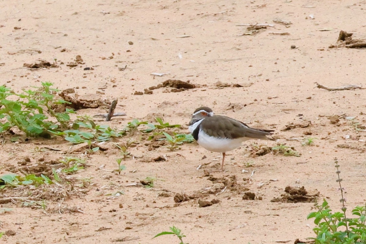 Three-banded Plover (African) - ML614148101