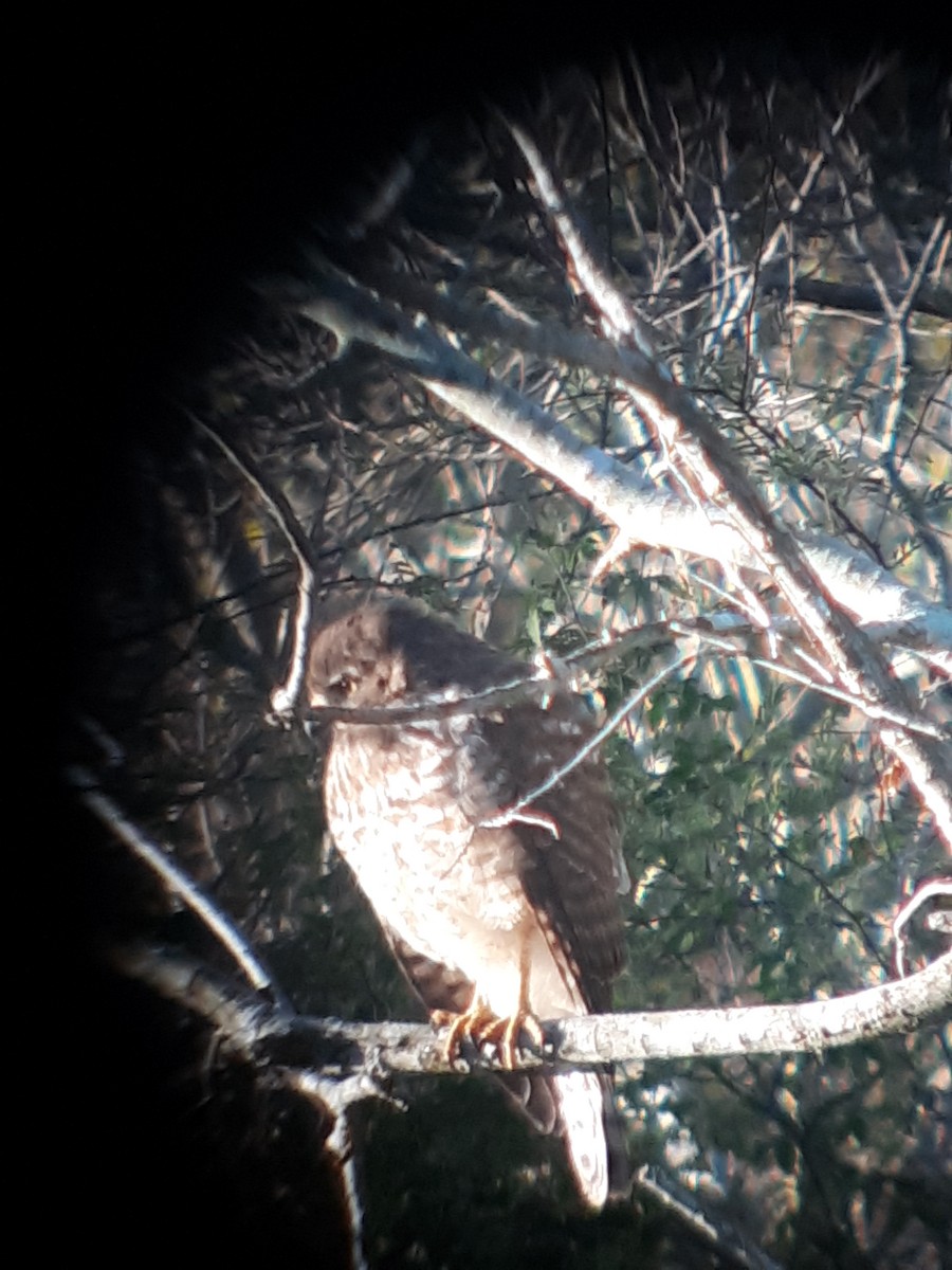 Roadside Hawk - ML614148155