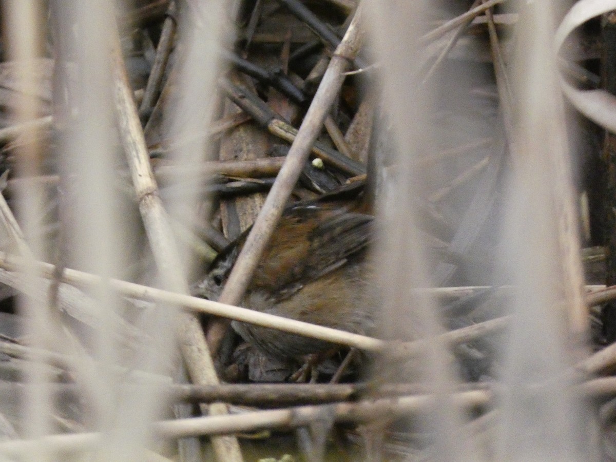 Marsh Wren - ML614148185