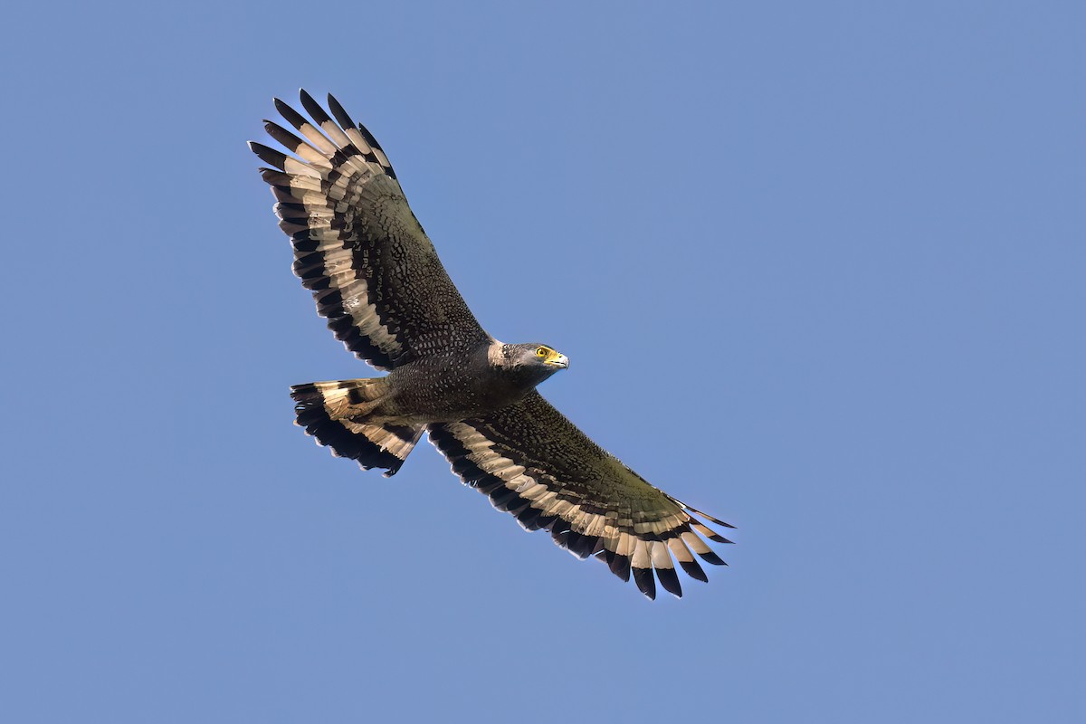 Crested Serpent-Eagle - ML614148240