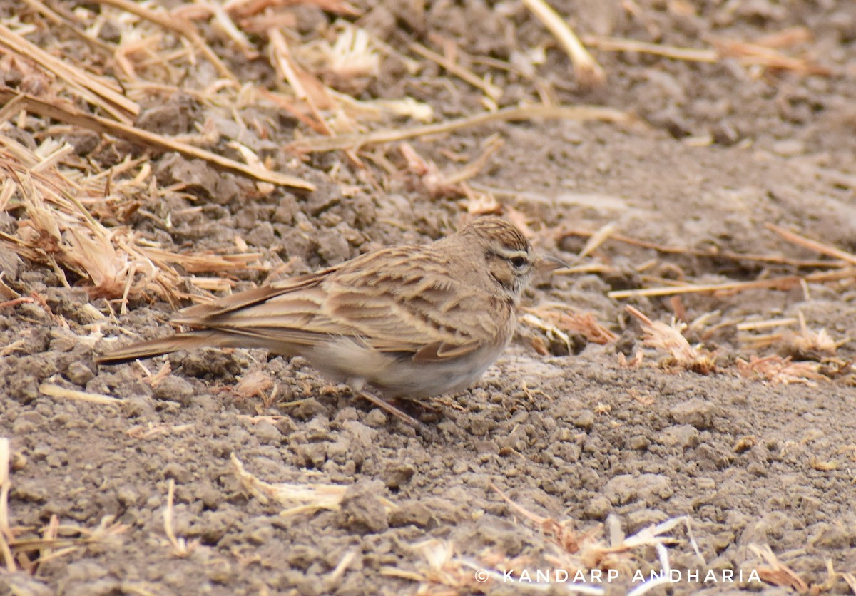 Hume's Lark - ML614148262