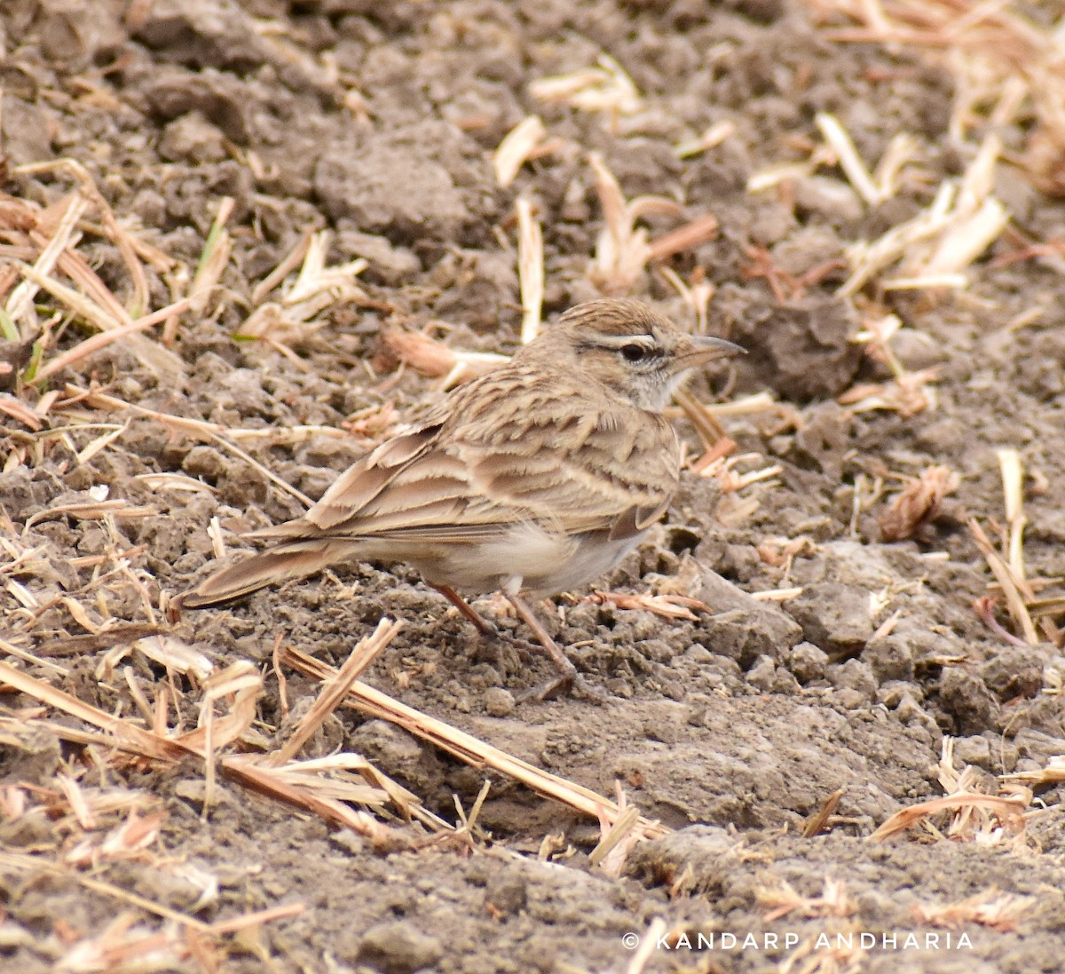 Hume's Lark - ML614148263