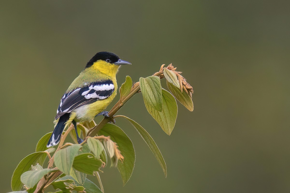 White-tailed Iora - Chris Venetz | Ornis Birding Expeditions