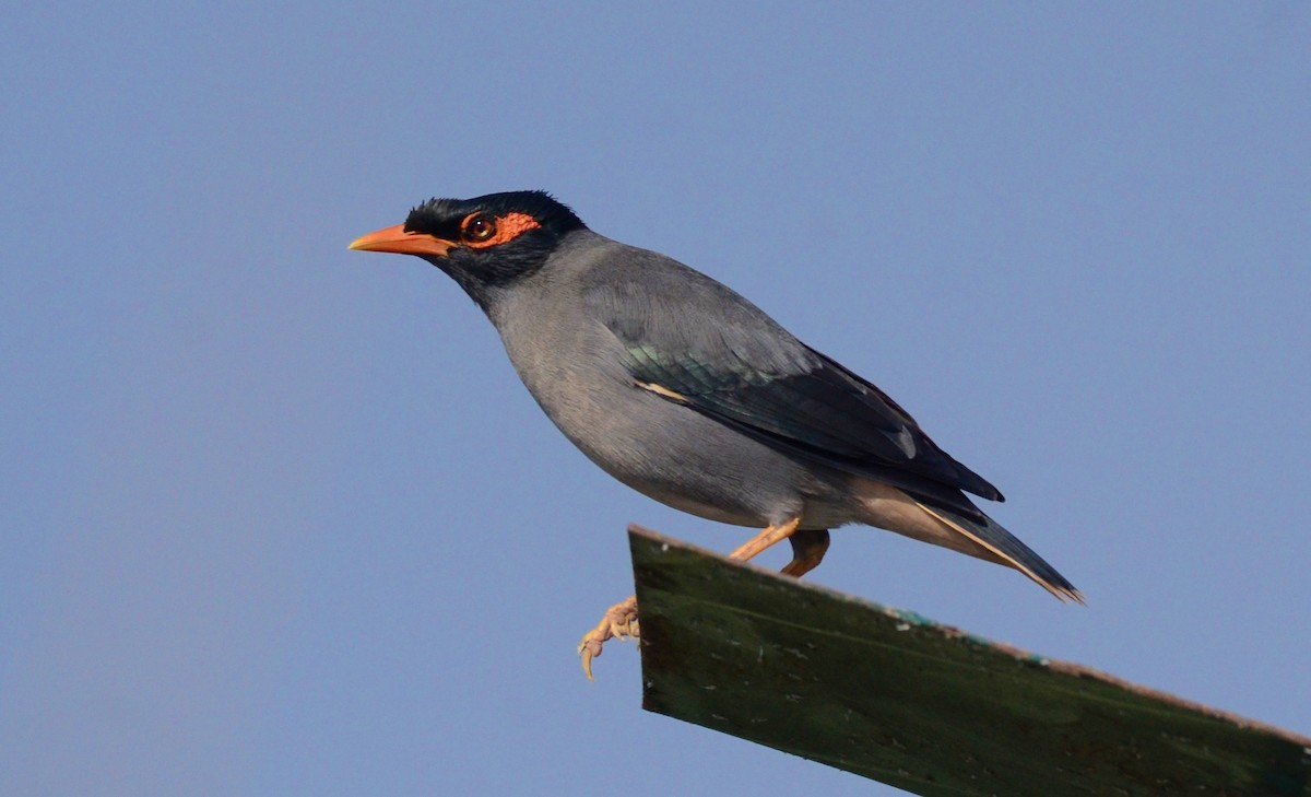 Bank Myna - ML614148310