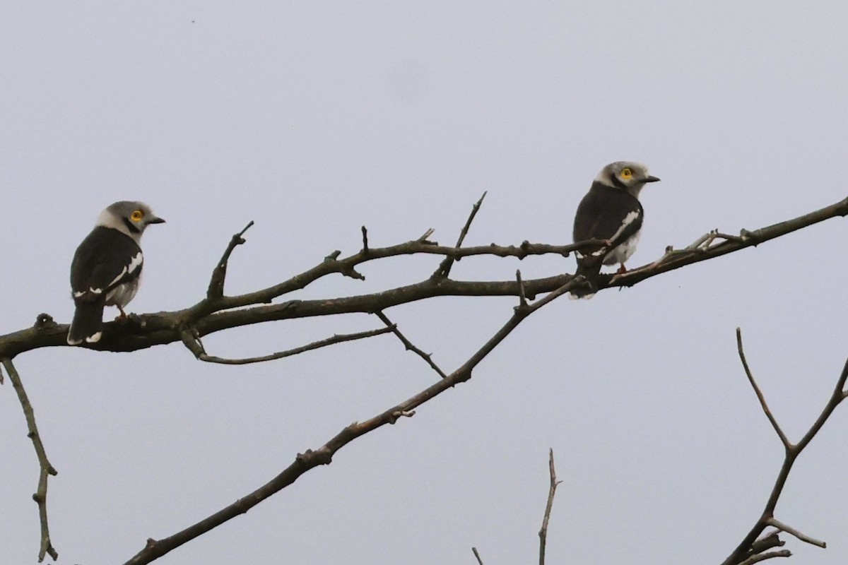 White Helmetshrike (Yellow-eyed) - Audrey Whitlock